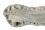Fossil Phytosaur (Smilosuchus) Jaw with Metal Stand - Arizona #196708-5